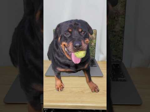 Popping out rottweiler #shorts #dogs #rottweiler