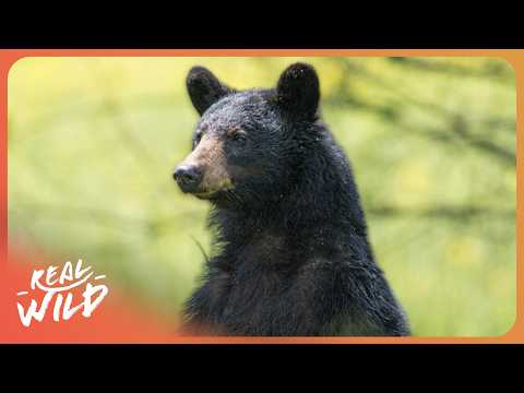 Deadly Black Bears Break Into Colorado Homes for Food