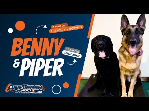 Piper & Benny | Double One Week BNT| Best Dog Trainers Northern VA |  Off Leash K9