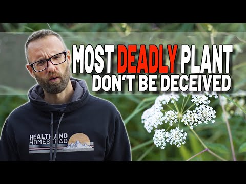 Most Dangerous And Toxic Plant. Symptoms, Suffering, Remedy?