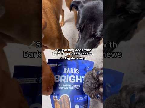 Surprising dogs with Bark Bright Dental chews at dog daycare! #dogdaycare #doglover #dogshorts