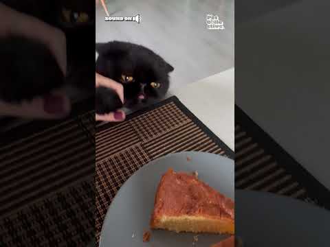 Funny Cat Tries to Steal Cake