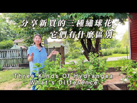 【園藝】分享新買的三種繡球花，它們有什麼區別｜Three Kinds Of Hydrangea｜What's Difference