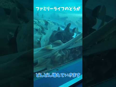 【水族館】不思議!?集まる魚達!!　#shorts