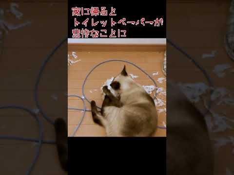 トイレットペーパーうめぇー #ねこのいる生活 #ねこすたぐらむ #猫好きさんと繋がりたい #猫動画