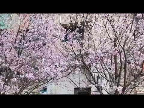 臺灣櫻花|桜|さくら|春天來了|春が来た|Taiwan