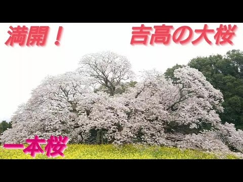 吉高の大桜２０２４年４月８日 満開でした！満開になると二日間位で散るみたいです！運が良くないとなかなか見れないです！９日 １０日位まで咲いてると思います。千葉県印西市吉高(旧印場村)樹齢約４００年！