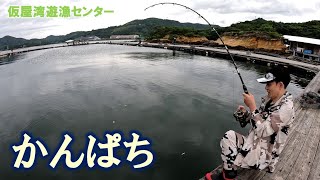 【海上釣堀】お祭りニキ（仮屋湾遊漁センター）