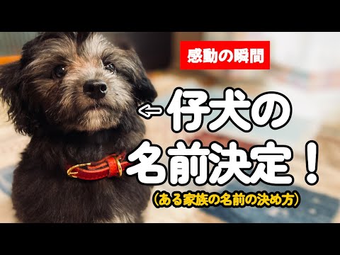 新しい家族！仔犬の名前を決める家族会議！