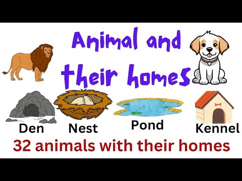 Animal Homes: A Wild Adventure-32 animal and their homes, kids educational video-english learning