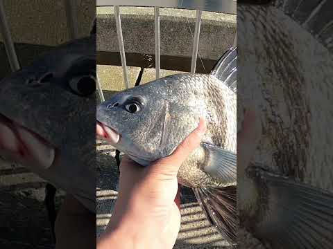 Eating What I Catch from the Fishing Bridge 🎣