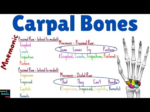 Carpal Bones (Wrist Bones) - Anatomy, Relations and Mnemonic