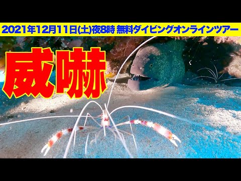 【無料ダイビングオンラインツアー】ファンダイビングを擬似体験！沖縄本島北部穴場２ダイブInゴリラチョップ＆石切