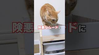 猫のニャン玉をお持ち帰りしたら険悪なムードで一触即発の事態に🙀 #猫