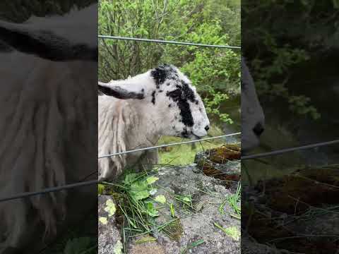 Ewe feed me ! #sheep #greedy #shortsyoutube #animals #farmanimal #friendly #shorts