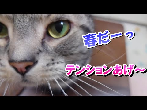 猫さんの春はテンションあげ～（アメリカンショートヘア）