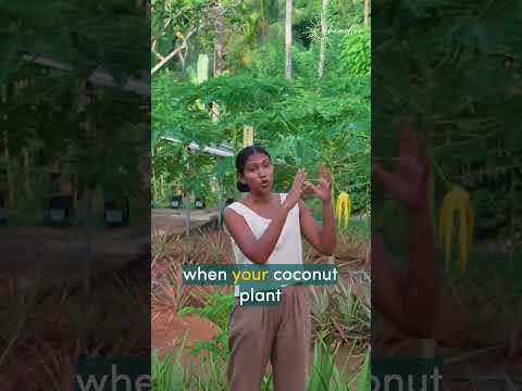 Intercropping your Coconut estate in Sri Lanka