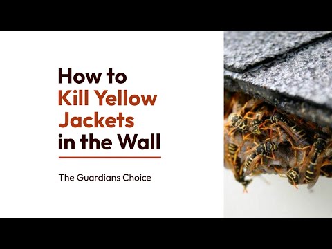 Yellow Jacket Infestation? Learn How to Kill Yellow Jackets in the Wall - Effective DIY Methods!