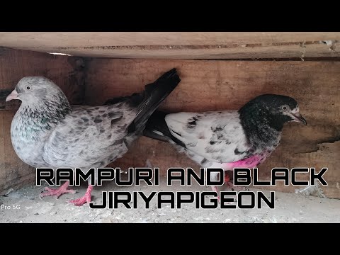 Rampuri pigeon And Black Jiriya kabutor#SirajSuperPigeon#kabootar#viralvideo #trending#madrasipigeon