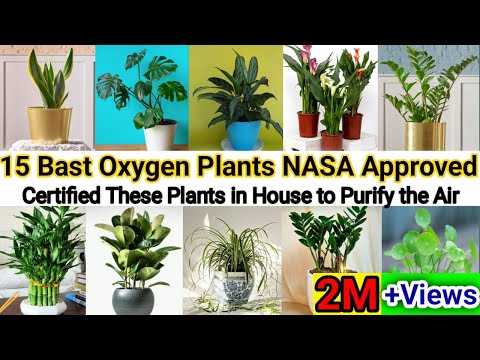 15 Best Oxygen Indoor Plants || NASA Certified these plants in house to purify the Air