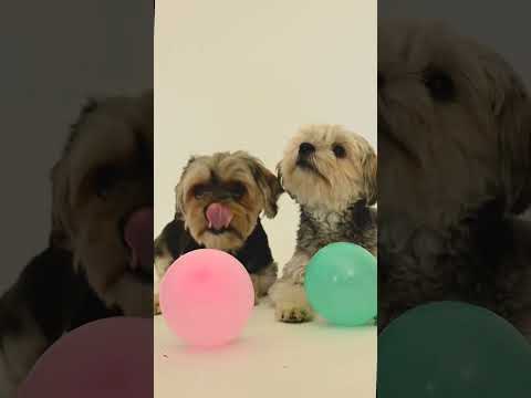 #playing with balloon🎈#dog 🐶#tamil #love #viral #trending#shorts  #shortsfeed #ytshorts #subscribe