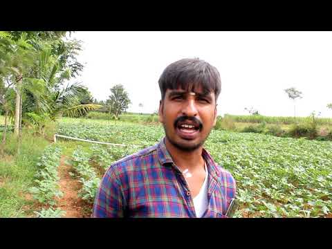 Red lady PaPaya cultivation in Mysore // How to gain more profit from Mix Agriculture //