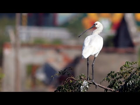 東港鎮的白琵鷺Platalea leucorodia  （2024 12 10）