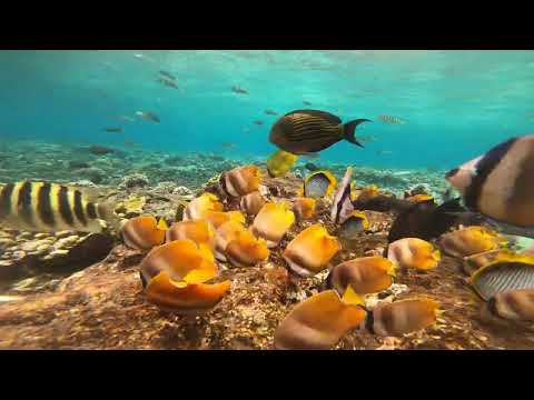 【4K動画】バリ島シュノーケリングが絶景すぎた【Bali snorkeling】