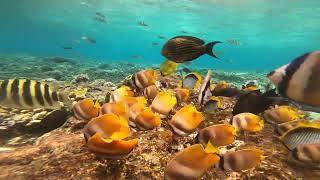 【4K動画】バリ島シュノーケリングが絶景すぎた【Bali snorkeling】