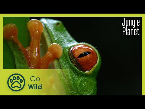 A Tropical Eden: American Jungles | Jungle Planet 21/26 | Go Wild