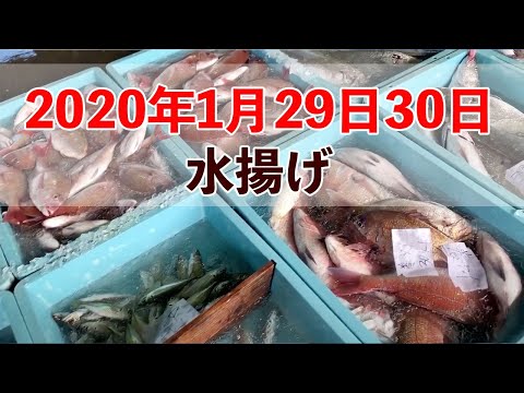 【九鬼町】2020年1月29日30日水揚げ、真鯛・イサギ他