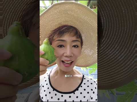 Too many figs in our garden 我家无花果成灾了