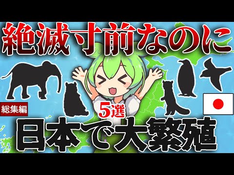 【総集編】絶滅寸前まで追い込まれているのに、実は日本で大繁殖！5選【ずんだもん＆ゆっくり解説】