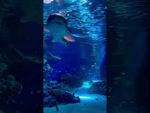 サメがいっぱい居るぞ‼️🦈