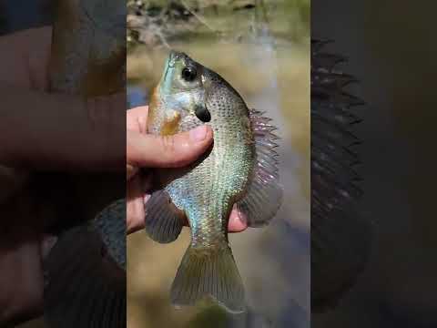 Bluegill Fishing #fishing #outdoors #explore