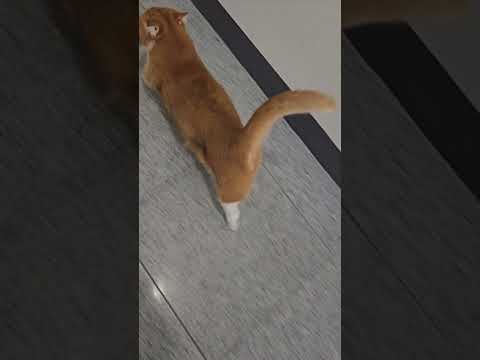 파리 올림픽 100m 결승처럼 달리는 먼치킨고양이? Munchkin cat running like 100m final at Paris Olympics?  #먼치킨고양이 #육상