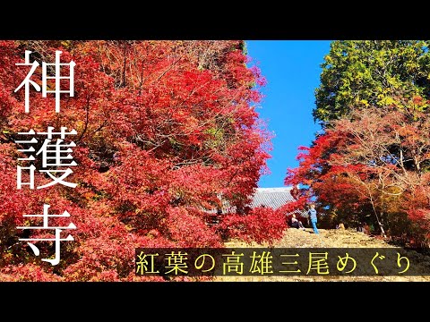 🍁京都紅葉2024🍁神護寺(高尾三尾)の紅葉ってどんな感じ？