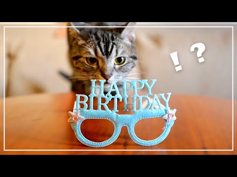 誕生日を祝われることを察した猫【猫用ケーキ】