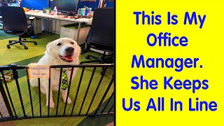 Dogs Who Have Real Jobs - Funny Dog