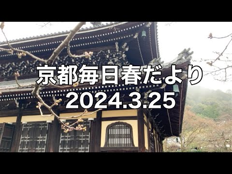 【2024.3.25】京都春の訪れを毎日更新中