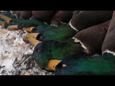 Duck Hunting: "Adapt" - Fowled Reality