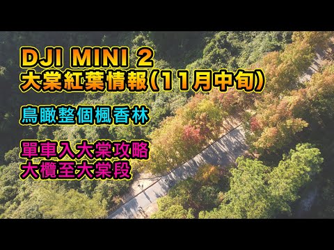 DJI Mini 2 大棠紅葉情報 | 鳥瞰楓香林 | Insta360 OneX2 踩單車 | 單車入大棠攻略 | 大欖至大棠 | 拍攝日期 - 11月20日 | 廣東話頻道