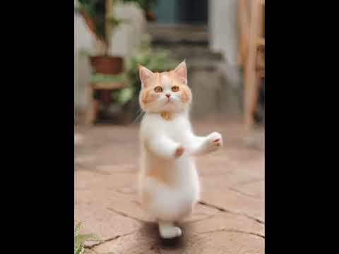 Crazy Cat Dancing ～😻❤️❤️ #catdance #shorts #cats