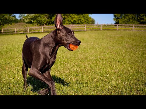 Great Dane s Guide to Stealing Beds