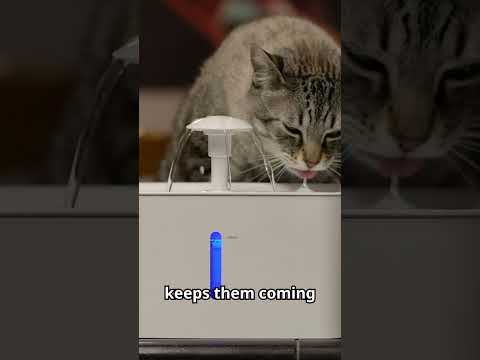 🐾 Why Your Cat Needs a Water Fountain! 🐱💦