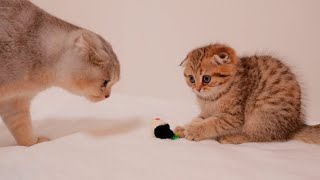 The kitten that gets excited when its big brother approaches is so cute!