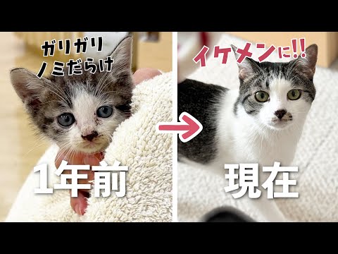 【保護して1年】岬で出会ったガリガリでノミだらけの子猫が1歳になるまでの記録。