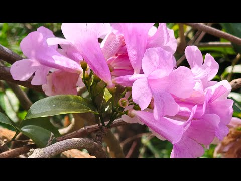 馬家庄賞花一日遊