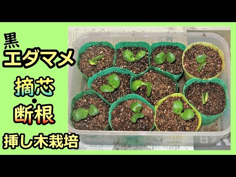 【狭い菜園向き】丹波黒大豆 エダマメの植え付け～摘芯・断根してみた～