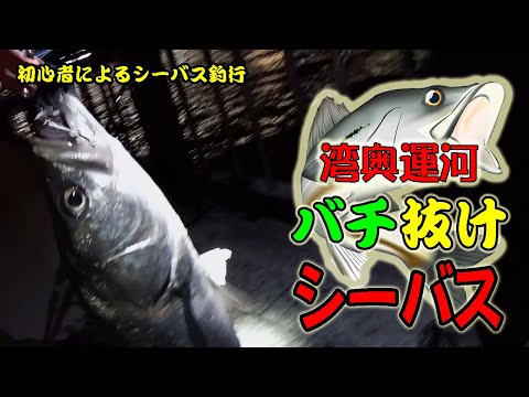 【シーバス】運河バチ終盤のシーバス釣行【初心者でゴメンね】